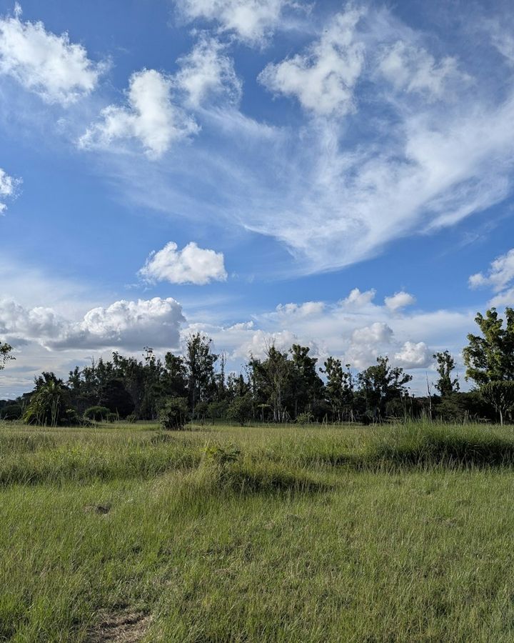 Open grassland with trees under a blue sky near Lusaka